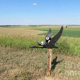 Flying Baby Pandas. North Dakota. by Ausra Huntington nee Paulauskaite