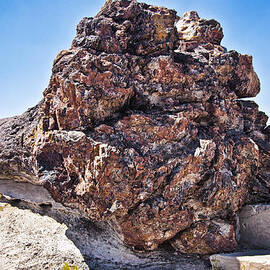Fossil Tree by Jon Berghoff