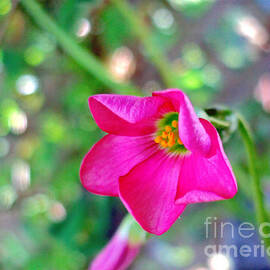 Four Leaf Pink Sorrel Bloom