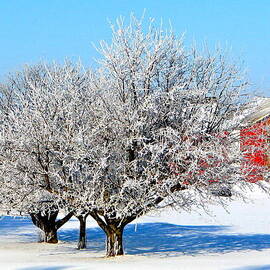 Frosty Morning