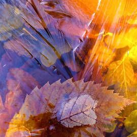 Frozen Leaves ... by Juergen Weiss