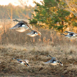 Gadwall Ducks on the Wheelock Prairie