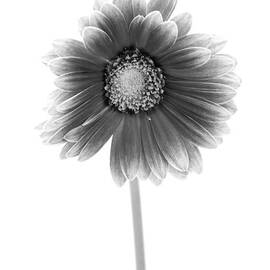 Gerbera in Black and White by Sebastian Musial