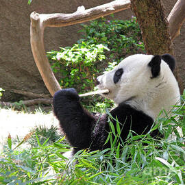 Giant Panda in San Diego Zoo 77 by Ausra Huntington nee Paulauskaite