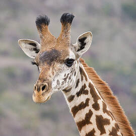 Giraffe Close-Up by Howard Kennedy