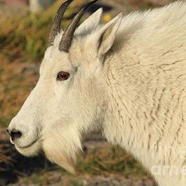 Goa-Tee by Adam Jewell