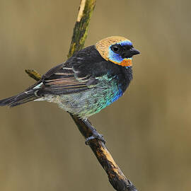 Golden-hooded Tanager by Tony Beck