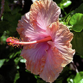 Golden Peach Hibiscus by Kevin Smith