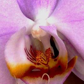 Graceful Bird Orchid