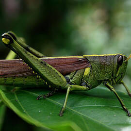 Grasshopper by Marty Fancy