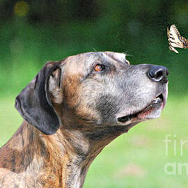 Great Dane Rufus DaGoofus with Butterfly