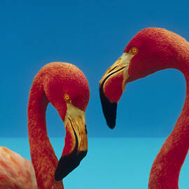 Greater Flamingo Courting Pair by Tim Fitzharris