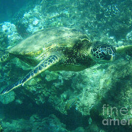 Green Sea Turtle Hawaii by Bob Christopher