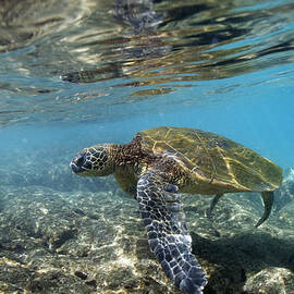 Green Sea Turtle