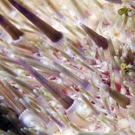Green Sea Urchin Spines