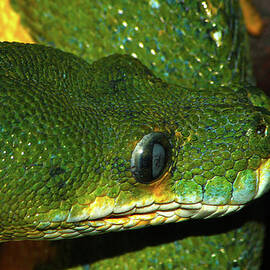 Green Tree Python by Scott Hovind