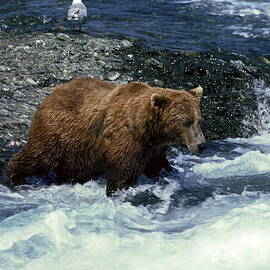 Grizzly Bear Fishing