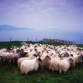 Herding Sheep, Inishtooskert, Blasket by The Irish Image Collection 