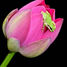 Hitchhiker by Jean Noren