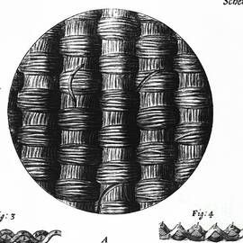 Hookes Taffeta by Science Source