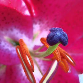 Hot Pink Lilly Up Close