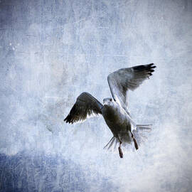 Hovering Seagull by Carol Leigh