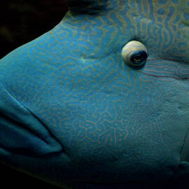 Humphead Wrasse (cheilinus Undulatus) by Tobias Titz