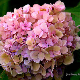 Hydrangea flower