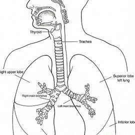 Illustration Of Respiratory System by Science Source
