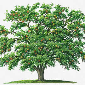 Illustration Of Strychnos Nux-vomica (strychnine) Tree Bearing Orange Fruit by Sue Oldfield