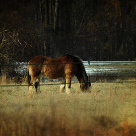 In the Winter Pasture by Rebecca Sherman