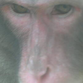 Japanese Macaque 2
