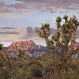 Joshua Tree And Spring Mountains At Red by Tim Fitzharris