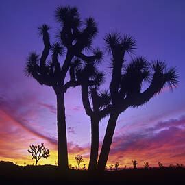 Joshua Tree Group At Sunrise Near Quail by Tim Fitzharris