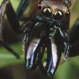 Jumping Spider Portrait, Queensland by Mark Moffett