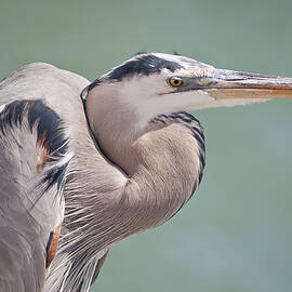 La Garza by Steven Sparks