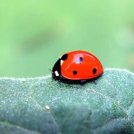 Ladybug II by Ester McGuire