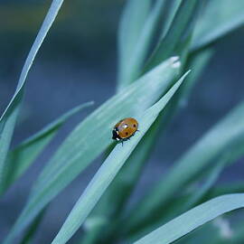 Ladybug Travels by Amy Marinelli