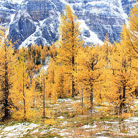 Late Larch  by Frank Townsley
