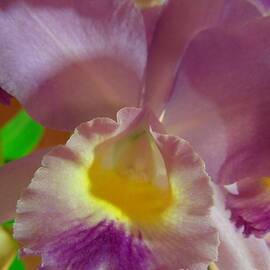 Lavender Cattleya Orchid