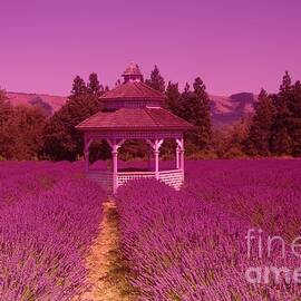 Lavender by Jeff Swan