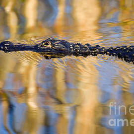 Lethal Reflections by Michael Dawson