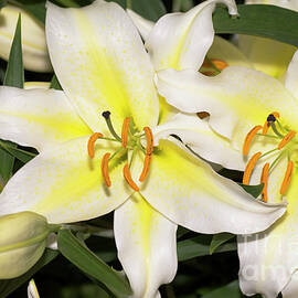 Lilies (lilium Orientale 'derotian')