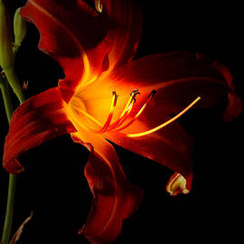 Lily In the Light by Greg and Chrystal Mimbs
