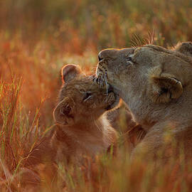Lion Cub Playing With Its Mother by Anup Shah