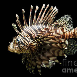 Lion fish by Johan Larson