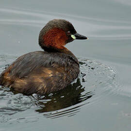 Little Grebe