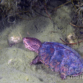 Loggerhead Musk Turtle by Michael Wood