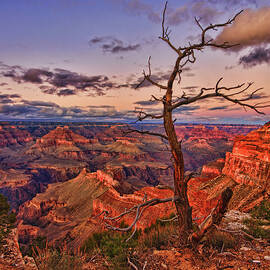 Lone Observer by Beth Sargent