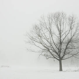 Lone Tree In Winter Fog by Keith Webber Jr